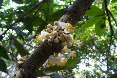 Mammea suriga